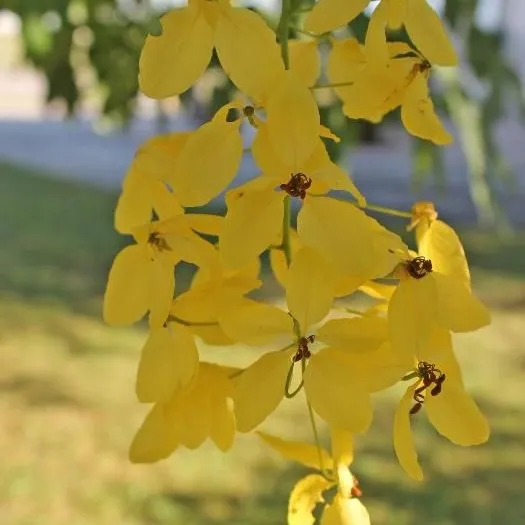 thumbnail for publication: Cassia fistula: Golden Shower